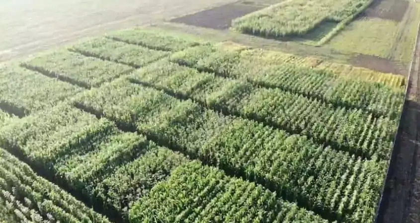 Agricultural Success